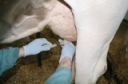 Dairy farming essentials: How to infuse intramammary medications