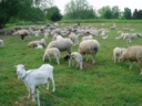 Screening for Diseases when Buying Goats and Sheep