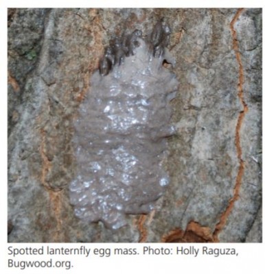 Spotted Lanternfly is in NYS - Please stay on the lookout for this pest!