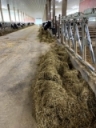 Make room for transition cows by Katelyn Allen - Hoard's Dairyman