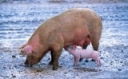 Cold Temperature Management for Pigs