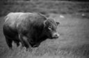 Bull to Female Ratios - Preparing for Breeding Season, by Mark Johnson