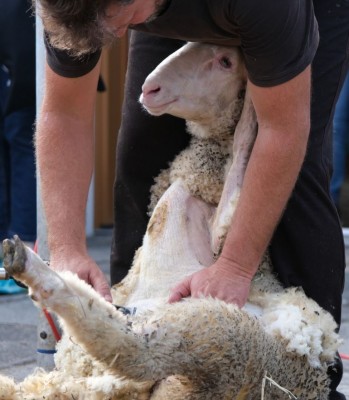 sheep shearing before and after