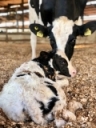 Calving assistance guidelines: Determining if the Cow/Heifer Needs Your Help