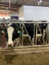 Robotic Milking Systems - Fact sheet series - PRO DAIRY
