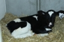 Facility Focus: Does Paired Housing Make Sense for Your Calves?
