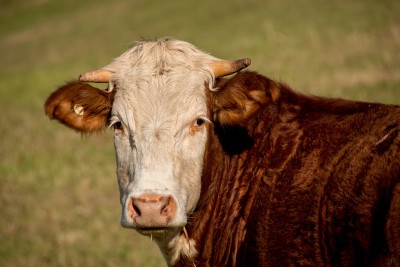 When it the Right Time to Castrate Bulls by Jeff Robe