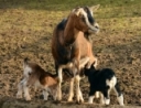 Cornell Sheep and Goat Program Shares Video Series on Artificial Insemination in