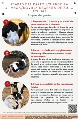 Calving assistance guidelines: Infographic available in English and Spanish