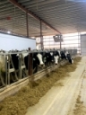 Consider Stocking Density Economics - Dairy Herd Management