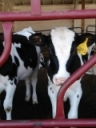 Key puzzle pieces that impact first-lactation milk production- Progressive Dairy