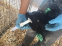 Dairy farming essentials: Fine-tuning your calf disbudding management