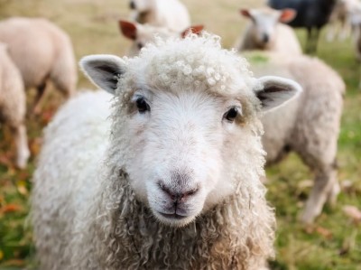 Grazing Small Ruminants to Avoid High Spring Parasite Loads