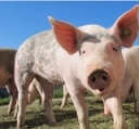 Swine Owner Survey on Transboundary Animal Disease Prevention