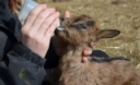 Bottle Feeding Chart for Goat Kids
