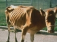 Johne's Disease in Cattle by Dr. Melanie Hemenway