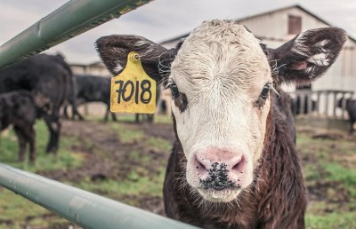 So, What Adds Value to a Beef Calf?