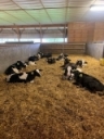 It's Time to Rethink Early Breeding of Heifers...Again