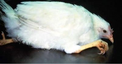 Dealing with Marek's Disease in Chickens