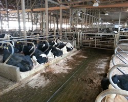 A Practical Retrofit to Improve Cow Comfort