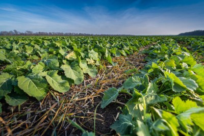 Myth Busting 8 Common Beliefs About Cover Crops