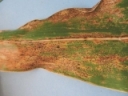 Corn Leaf Diseases to Watch For in 2022