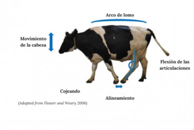 Understanding and Mitigation Lameness - Resources in Spanish now Available!