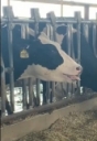 It might Not be that chill even for your non-lactating cows