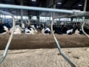 Tired Cows Would Rather Rest than Eat - Bovine Veterinarian