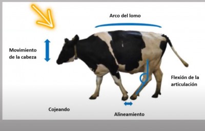 Dairy Cattle Lameness Videos- in Spanish!