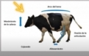 Dairy Cattle Lameness Videos- in Spanish!