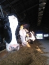 Natural cow instincts lead to bunching - Hoard`s Dairyman