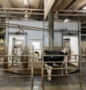 Breeding and raising the right cow for automatic milking systems