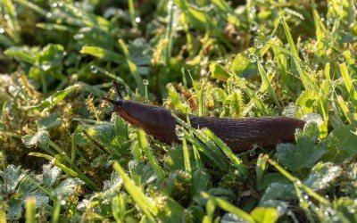 We are in Deer Worm Season: An update from Dr. tatiana Stanton