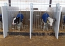 Calf Jacket Rules of Thumb - Dairy Herd Management