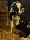 When BRD occurs, diagnose and treat early for best results - Dairy Business