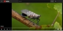 Spotted Lanternfly PSA Video Released by CCE