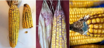 What are mycotoxins?