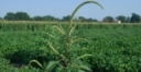 Weed resistance a growing problem in N.Y.