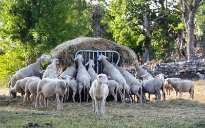 Tips for Avoiding Copper Toxicity in Sheep