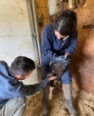 Are you tube feeding your calf correctly?