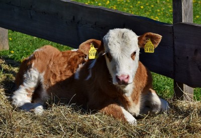 Raising the Orphan Calf, by Dr. Rosslyn Biggs