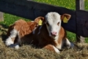 Raising the Orphan Calf, by Dr. Rosslyn Biggs
