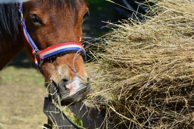 New York Equine Hay survey