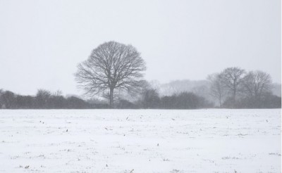 Winter forage management means business strategy