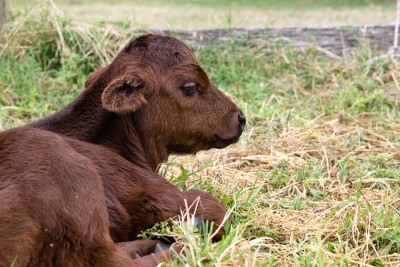 Assessing (Beef) Calf Vigor, by Barry Whitworth, DVM