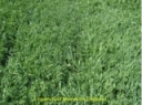 Consideration for Alfalfa-Grass Mixtures