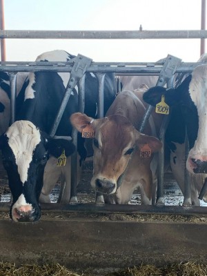 operatie Blauwe plek elf Are Holstein or Jersey cows more profitable? - MSU Extension - Southwest  New York Dairy, Livestock & Field Crops Program - Cornell University -  Cornell Cooperative Extension