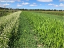 Making Cover Crops Work in the Northeast: Termination Strategies For Success