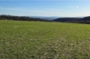 Winter Wheat Fields Are Greening Up